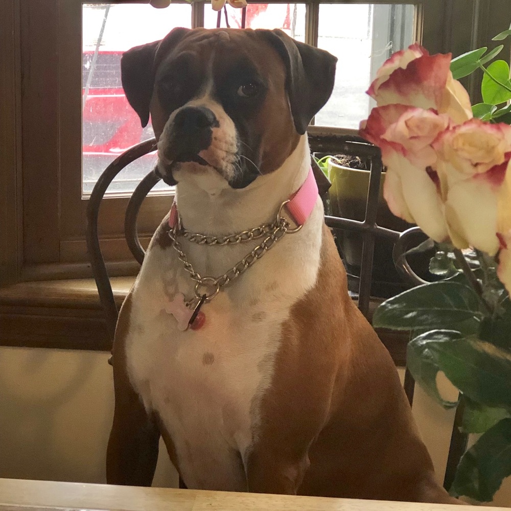 Meet your Posh Ambassador , Deborah  ❤️🐶👠👚 - Picture 11 of 16